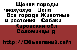 Щенки породы чиахуахуа › Цена ­ 12 000 - Все города Животные и растения » Собаки   . Кировская обл.,Соломинцы д.